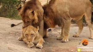 Wik Wik Wik..!! 1 SINGA BETINA Layani 3 PEJANTAN. 😦