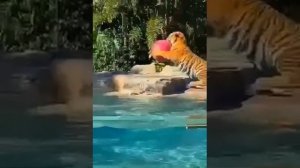 Тигр и мяч