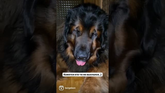 Зевота напала на Бергушу😅 #leonberger #alabay #dogs #лакомствадлясобак #алабай #леонбергер