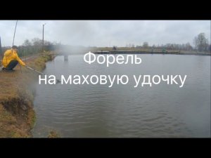 Форель на маховую удочку