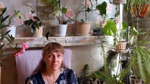 Отвечаю на вопрос.Как размножать жимолость каприфоль? Травянистый гибискус, Монстера Альба и другие