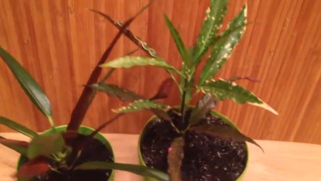 Сорта кротона и описание. Виды кротона. Размножение и особенности растения