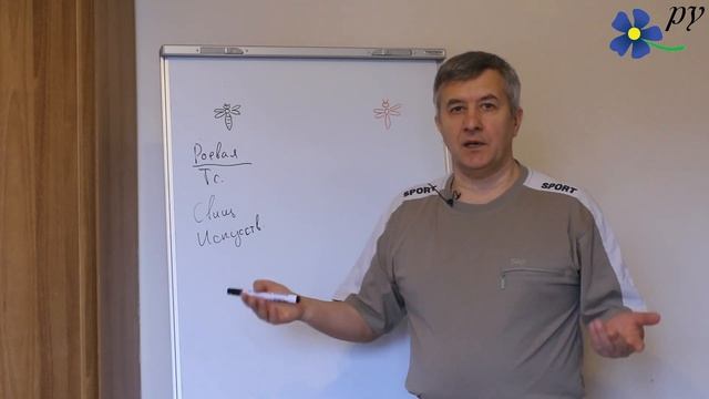 Какие пчелиные матки лучше: роевые или искусственные? смотреть онлайн