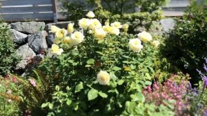 Elina Hybrid Tea Rose