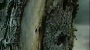 Военная археология. Мясной бор.