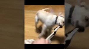 Лучшие Приколы про лабрадоров | Подборка видео приколов про смешных лабрадоров