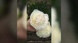 цветение пиона сорта Луна над Барингтоном