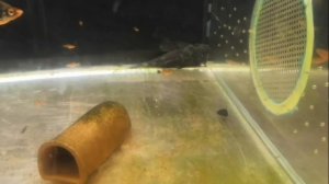 ГИГАНТСКИЕ СОМЫ! Анциструсы!