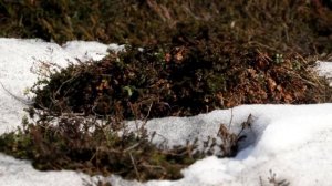 Елизавета Плотникова