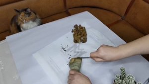 Сгнил сортовой адениум😠 😢😭