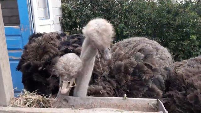 Страусиная ферма в селе Чишмикиой смотреть онлайн