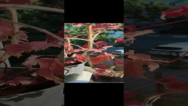 1000014079.mp4