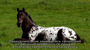 История лошади аппалуза