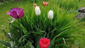 + бахромчатый тюльпан Арма (Arma) июнь 2022.mp4