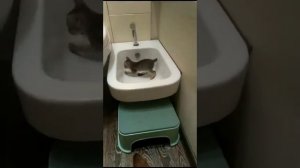 Ориентальный котёнок писает в  унитаз.