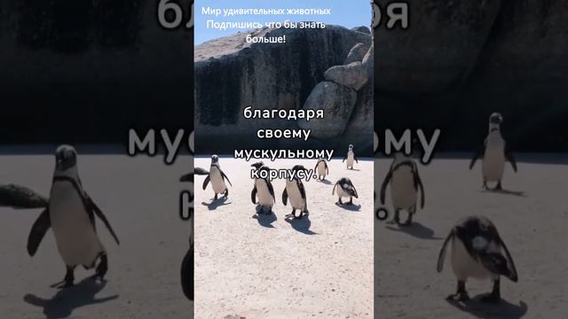 Удивительные факты о животных #факты #животные  #интересныефакты