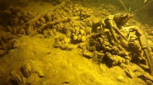 Погружение на Череменецком. diving on lake Cheremeneckoe.