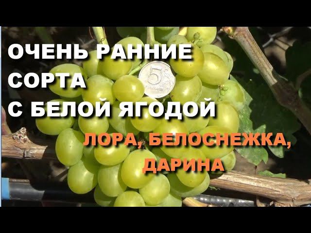 ОЧЕНЬ РАННИЕ СОРТА ВИНОГРАДА ЛОРА (ФЛОРА), БЕЛОСНЕЖКА, ДАРИНА смотреть онлайн