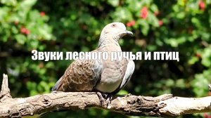 Журчание ручья, Пение птиц, Звуки леса для медитации, сна