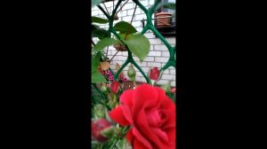 Цветение плетистых роз: голубая Индиголетта и красная  Сантана.