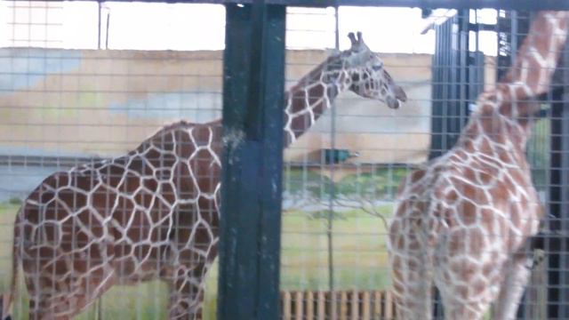03.01.2022. Россия. Кёнигсберг. Жирафы смотреть онлайн