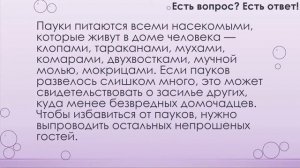 Почему в доме много пауков? [37]