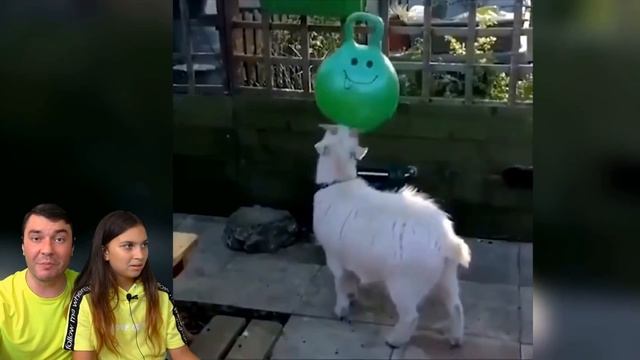 СМЕШНЫЕ КОТЫ СНИМАЮТ ТИКТОК ?! Коты и Собаки в ШКОЛЕ! НЕ ЗАСМЕЙСЯ ЧЕЛЛЕНДЖ Funny Cats Валеришка смотреть онлайн