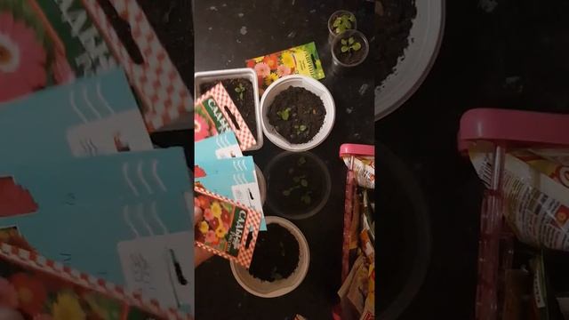 Гербера - посев семян, уход в домашних условиях (часть 2)#мой опыт смотреть онлайн