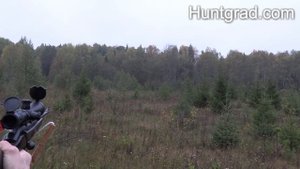 На лося на реву 2020 г. (Rufjagd auf Elchwild 2020)