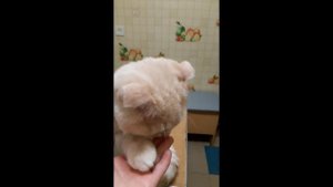 #Животныедомашние