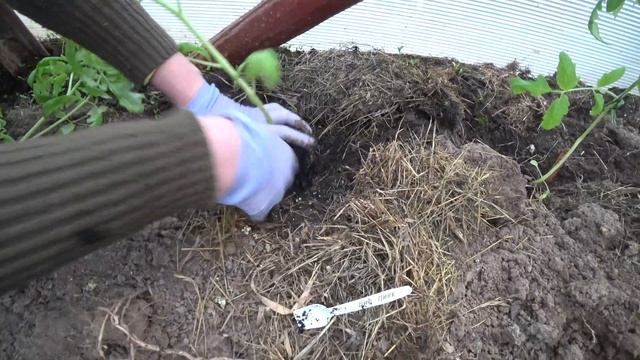 ХРИСТОС ВОСКРЕСЕ! / Высадила индетерминантные томаты - гибриды в теплицу / Минская область Беларусь смотреть онлайн