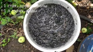 Подкормка Клубники в Период Цветения Золой Готовтесь Собирать Клубнику Ведрами!