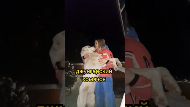 вот и 2 часть подъехала) #сао #алабай смотреть онлайн