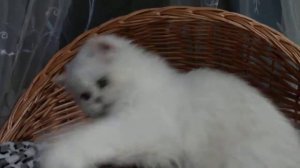 персидская шиншилла котята. питомник Промаран.