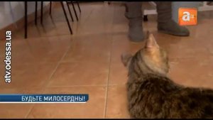 Издевательства над животными становятся нормой