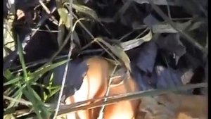 Рядовки Коричневые. Грибы говорушки. Как распознать.