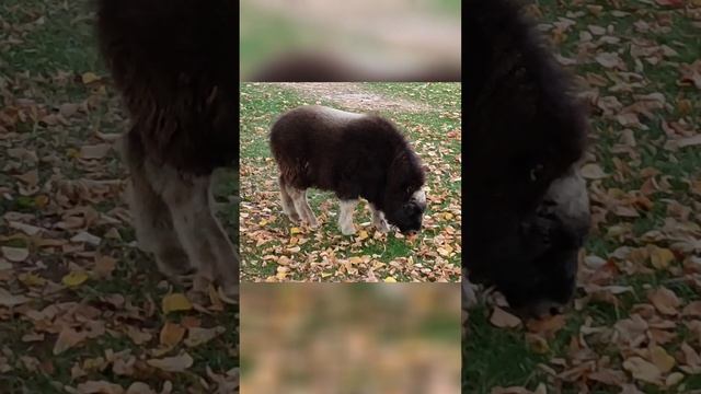 Экзотические животные. Детёныш Овцебыка! Маленький Овцебык! Посмотрите, какой он милый, забавный.