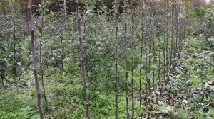 Яблоня сорта Белорусское сладкое. Саженцы в питомнике.
