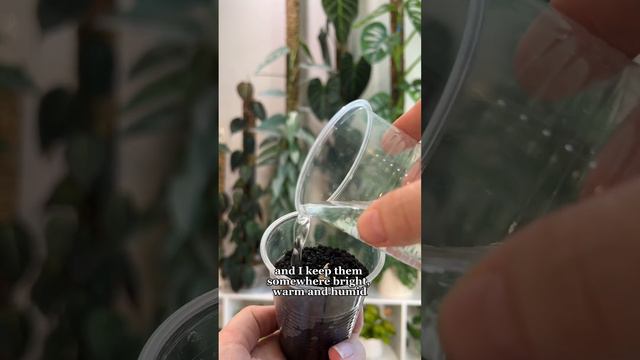 How I grow Alocasia corms | Tips below