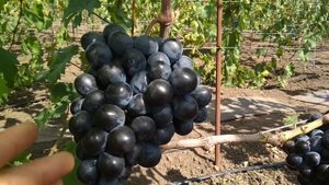 Виноград - Шарада UA.