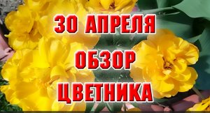 30 апреля. Обзор цветника с определением фронта работ