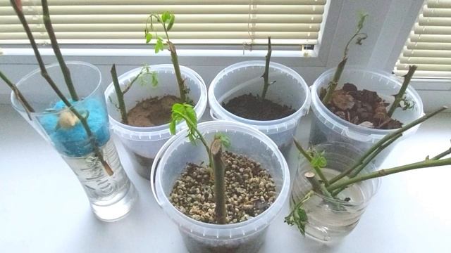 Мои растишки/ Черенки роз часть 4/ Вырастут ли корни смотреть онлайн
