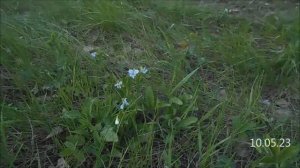 написан акварелью букет лесных фиалок