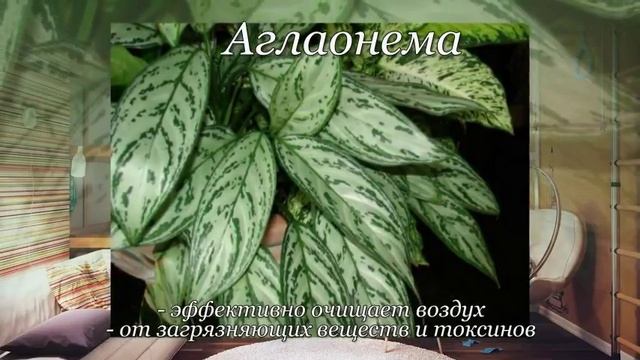5 самых полезных комнатных растений для дома