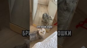 Как отличить британскую кошку от шотландской / Смешные коты - Майя #кот #кошка #смешныекоты