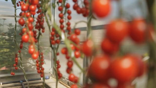 Томаты: урожайные новинки