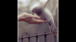 ЛЕТЕЛ ГОЛУБЬ   Елена Фролова