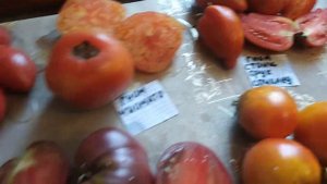 Обзор сортов томатов из моей коллекции. Коллекционные и экзотические сорта. Любимые и новинки.....