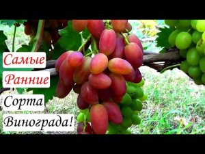 Самые ранние Сорта Винограда