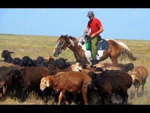 ООО Волгоград Эдильбай. Особенности работы и быта чабана